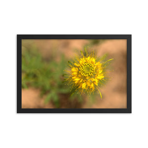 Framed poster - Desert bloom