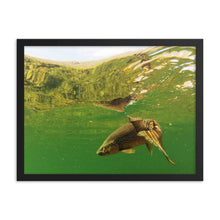Load image into Gallery viewer, Framed poster - Brown trout swims