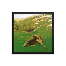 Load image into Gallery viewer, Framed poster - Brown trout swims