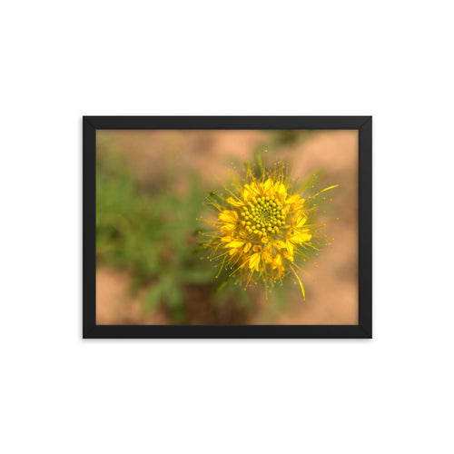 Framed poster - Desert bloom