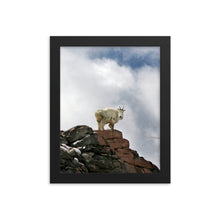 Load image into Gallery viewer, Framed poster - Rocky Mountain Goat