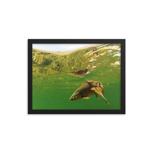 Framed poster - Brown trout swims