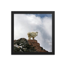 Load image into Gallery viewer, Framed poster - Rocky Mountain Goat