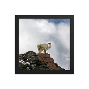 Framed poster - Rocky Mountain Goat