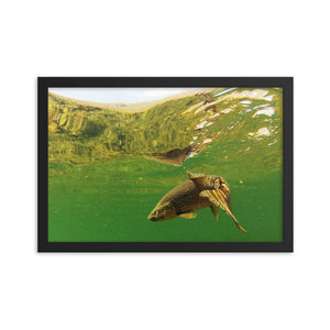 Framed poster - Brown trout swims